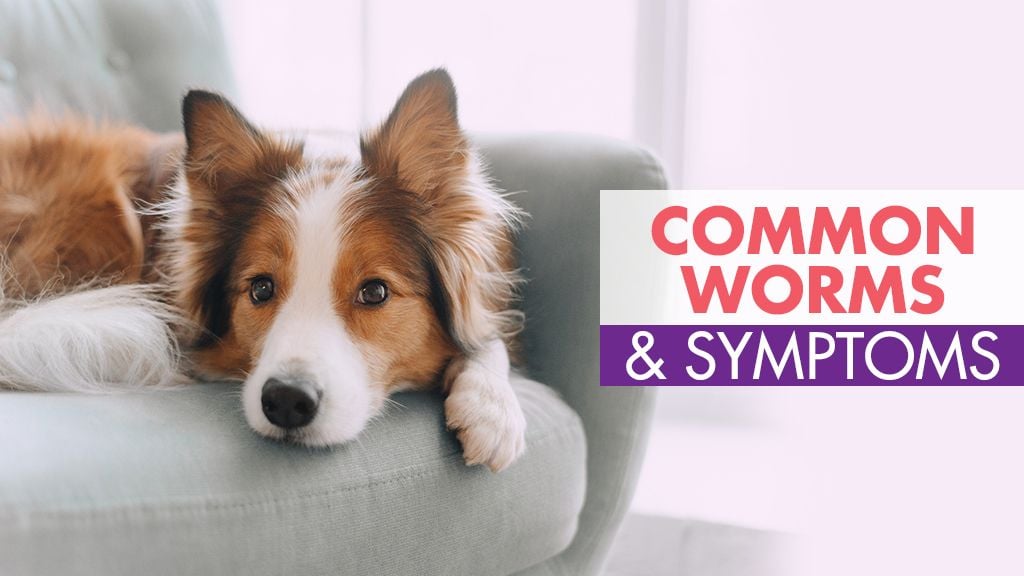 Intestinal Worms & Your Dog Intestinal Worms & Your Dog